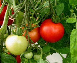 Ранние сорта помидор дают щедрый урожай