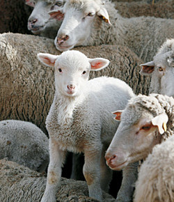 Где содержать овец:место для животных в хлеву