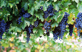Высаживаем черенки винограда:советы садовода
