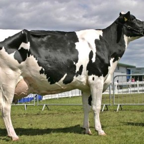 Коровы  голштино - фризской породы:содержание и кормление