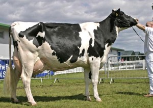 Коровы  голштино - фризской породы