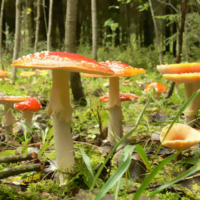 Как узнать ядовитый ли гриб?