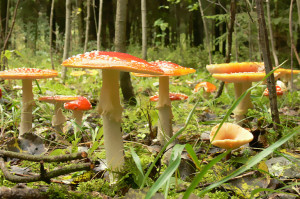 Как узнать ядовитый ли гриб