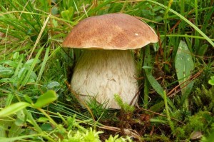 Можно ли проверить грибы на наличие яда в домашних условиях