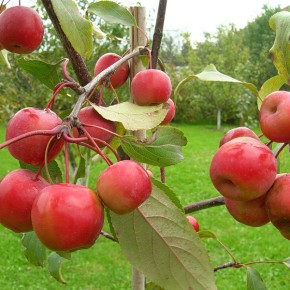 Райские яблони :выращивание и уход