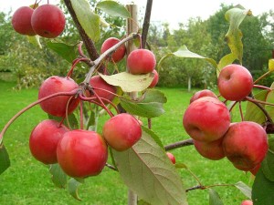 Райские яблони :выращивание и уход