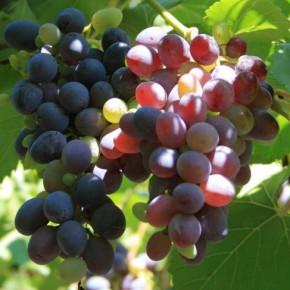 Как ухаживать за виноградом в жару?