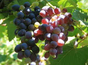 Как ухаживать за виноградом в жару