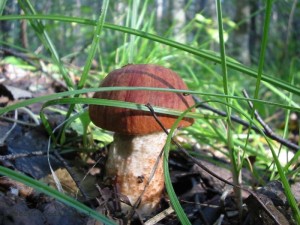 Как узнать ядовитый ли гриб