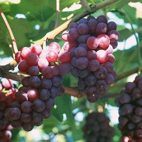 Удобряем виноград:органическое удобрение или минераральное