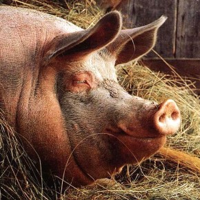 Откармливаем свинью на сало :сколько нужно кормов