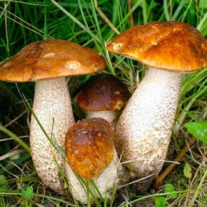 Что делать,если отравились грибами?