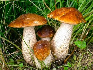 Как не отравиться грибами