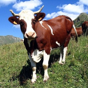 Как правильно доить коров без рук?
