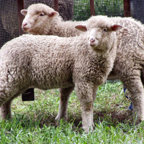Выращивание овец:уход за пугливыми животными