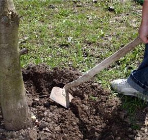 Нужно ли обкапывать деревья и кусты?