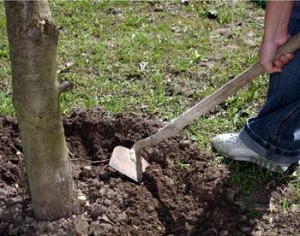 Нужно ли обкапывать деревья и кусты