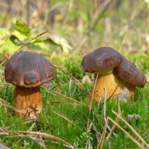 Даже сьедобные грибы могут стать ядовитыми