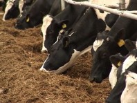 Выращивание коров голштино - фризской породы :требования по уходу
