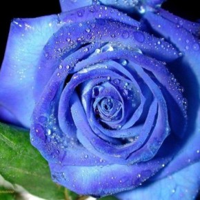 Аплодисменты - японский синий сорт роз