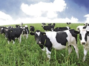Как подготовить пастбище к выпасу коров