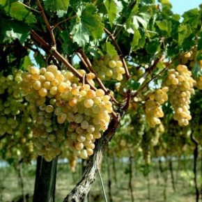 Как вырастить вкусный виноград?