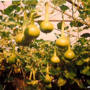 Как увеличить урожай псудной тыквы?