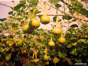 Как увеличить урожай псудной тыквы