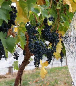 Уход за саженцами винограда