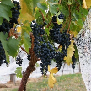 Уход за саженцами винограда:подкормка и защита от болезней