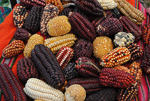 Полезные свойства красной кукурузы
