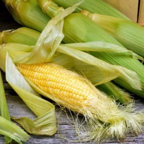Лучшими в мире сортами сахарной кукурузы считаются сорта американского происхождения