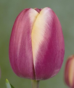 Выращивание тюльпанов
