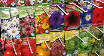 Чтобы получить хороший урожай, стоит обрабатывать семена перед посадкой?