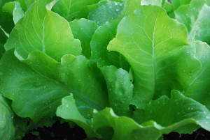 Выращивание зелени в августе:сеем укроп, листовые салаты, листовую горчицу, кресс-салат