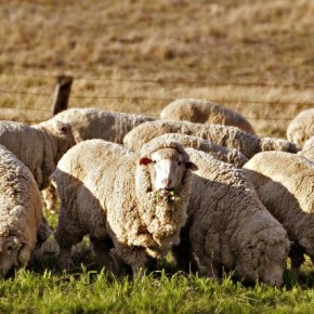 Чтобы овца не испугалась стрижки, её нужно гладить по голове
