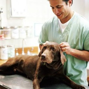 8 августа 2013- профессиональный праздник работников  ветеринарной медицины