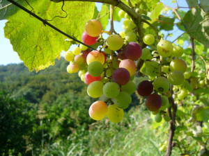 Выращивание винограда