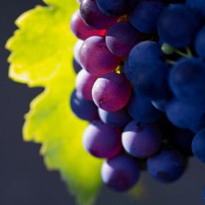 Сажаем виноград:какие сорта выбрать