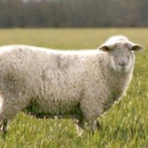 Овцеводство -не простое ,прибыльное дело