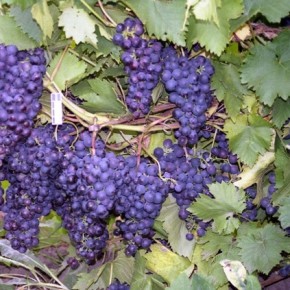 Прежде чем посадить виноград - попробуйте