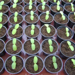 Как вырастить перец:советы по выращиванию рассады