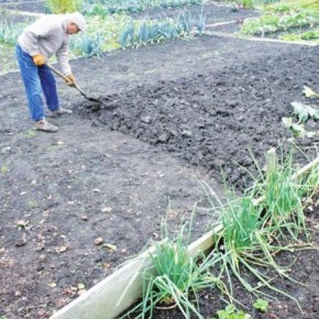 Перекапывание почвы удобряет ваш участок
