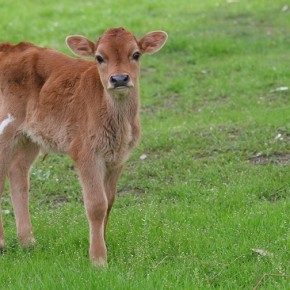 Полноценное питание коров - залог здорового потомства