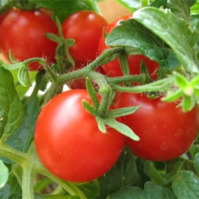 Как защитить томаты от фитофторы:народный метод