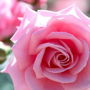 Пионоподобные розы - розовые, красные и кустовые с фото