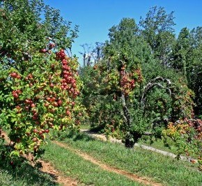 Чтобы яблони порадовали, количество плодов на дереве нужно нормировать