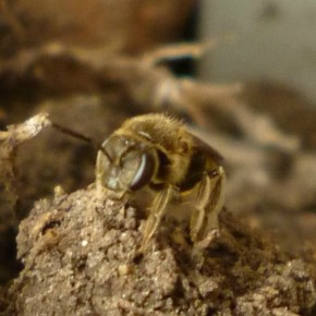 Земляные осы - серьёзная опасность для ваших пчёл