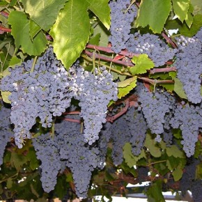 Выращивание винограда:формирование  «головки» куста