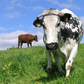 Организация и режим кормления коров